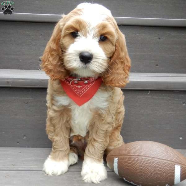 Finley, Cockapoo Puppy